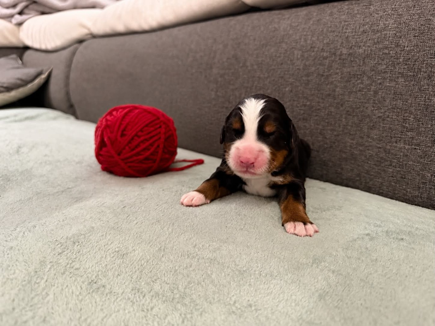 Du Chemin De Lélia - Chiots disponibles - Bouvier Bernois