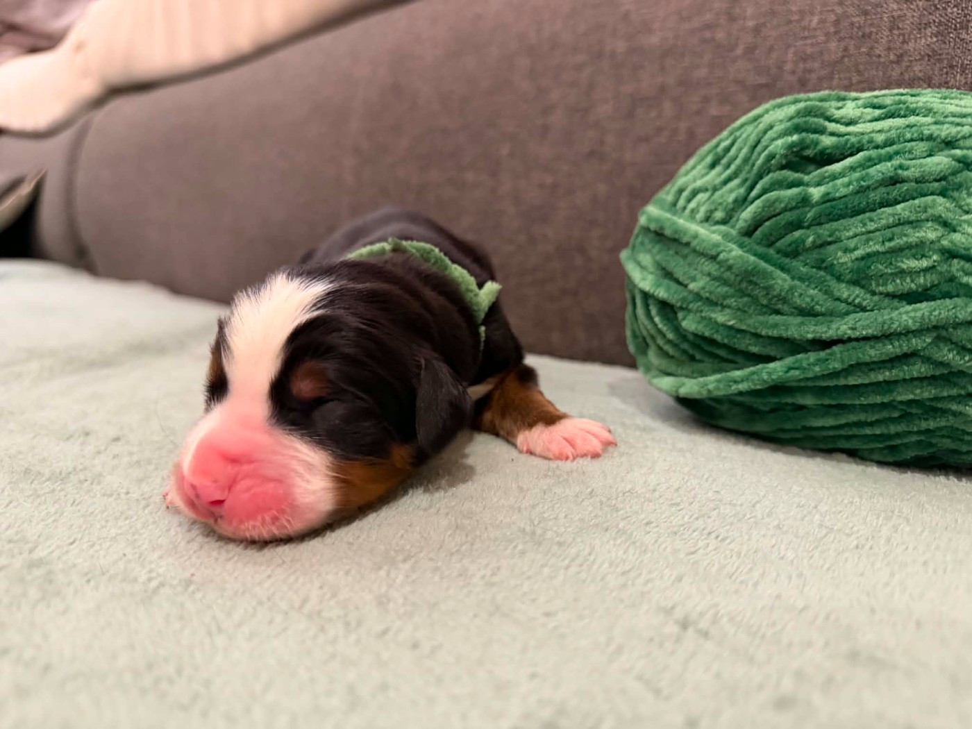 Du Chemin De Lélia - Chiots disponibles - Bouvier Bernois