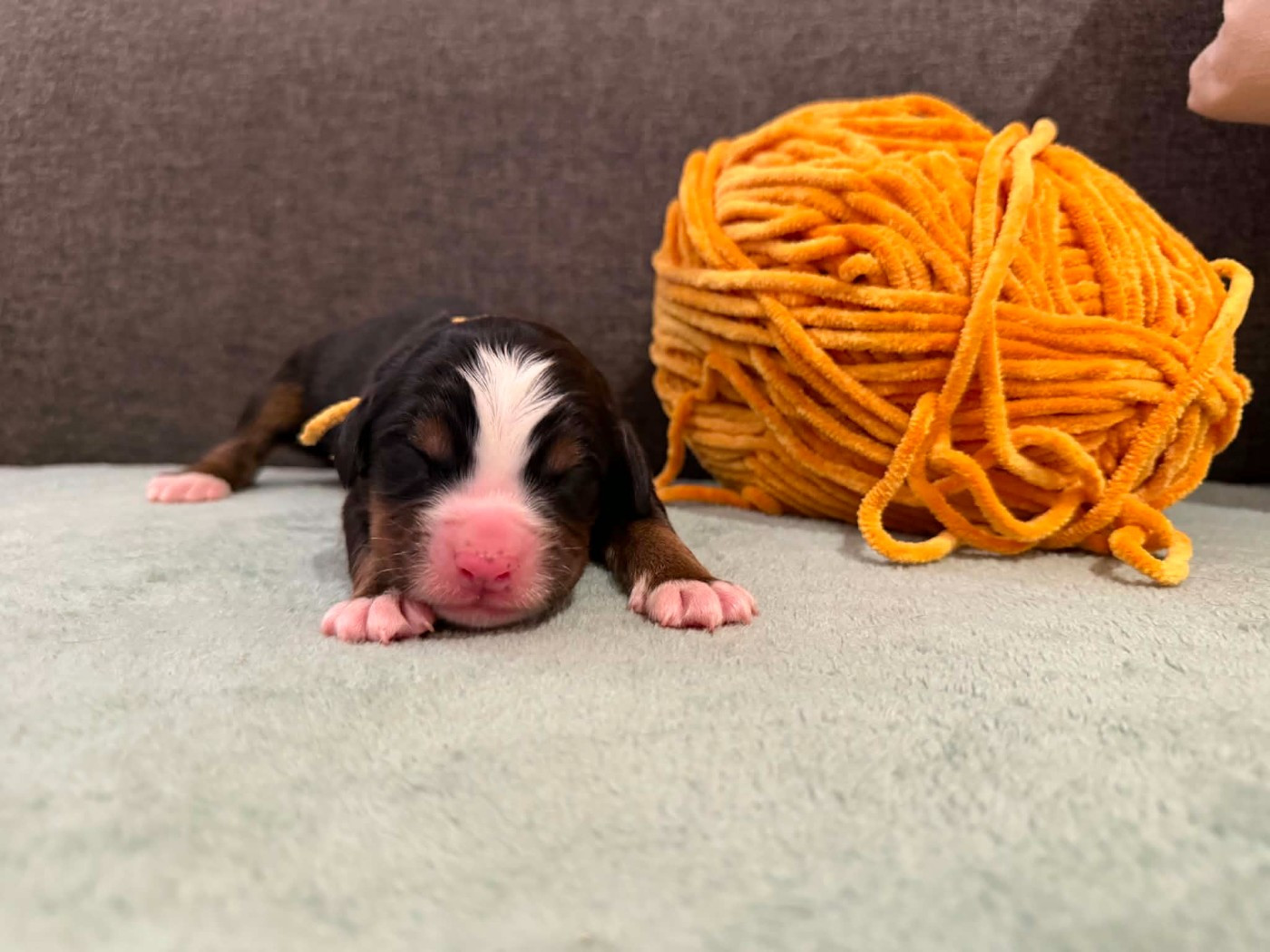 Du Chemin De Lélia - Chiots disponibles - Bouvier Bernois
