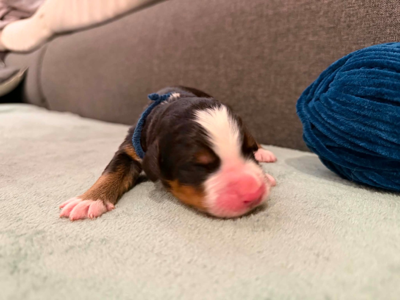 Du Chemin De Lélia - Chiots disponibles - Bouvier Bernois
