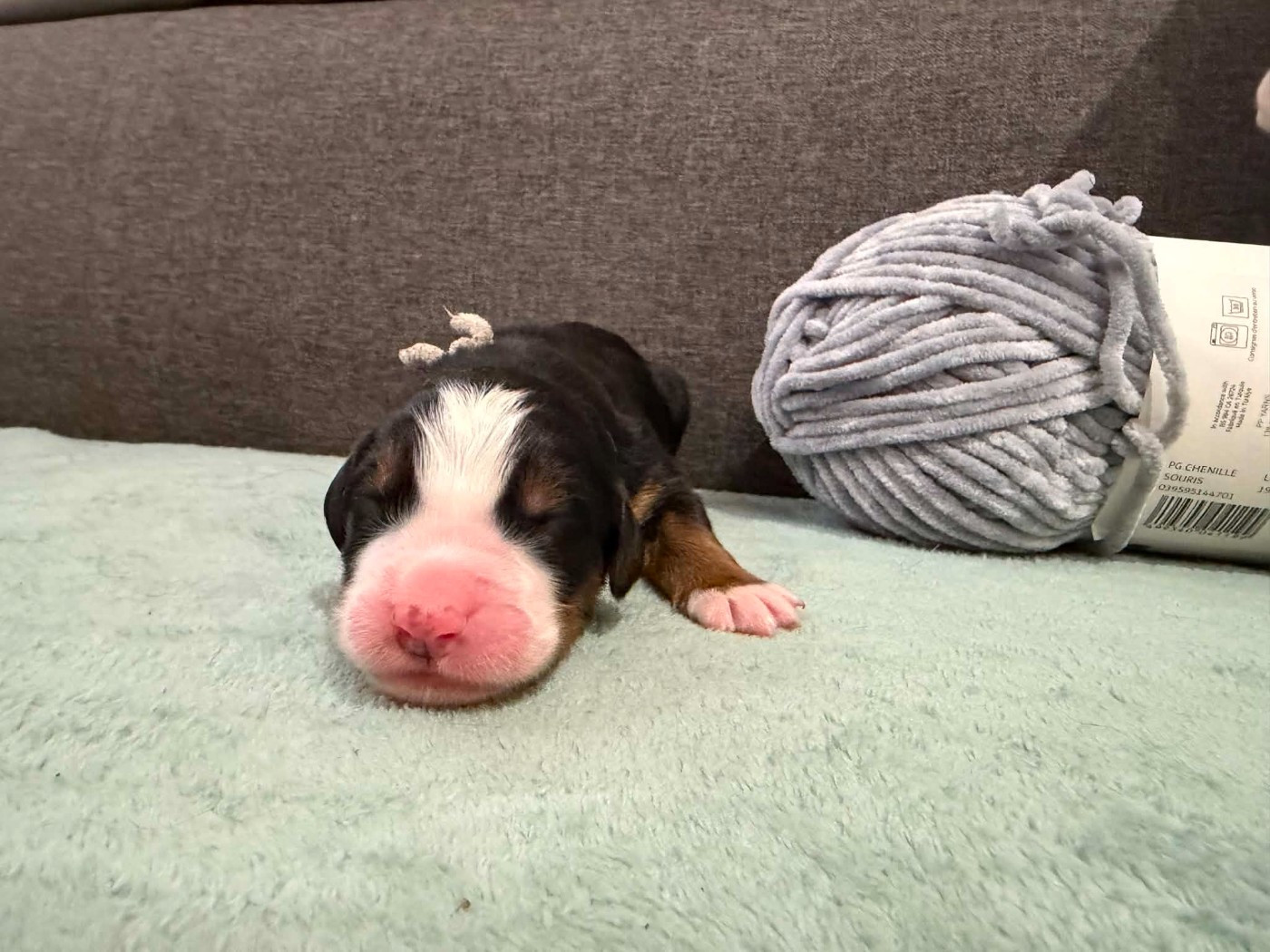 Du Chemin De Lélia - Chiots disponibles - Bouvier Bernois