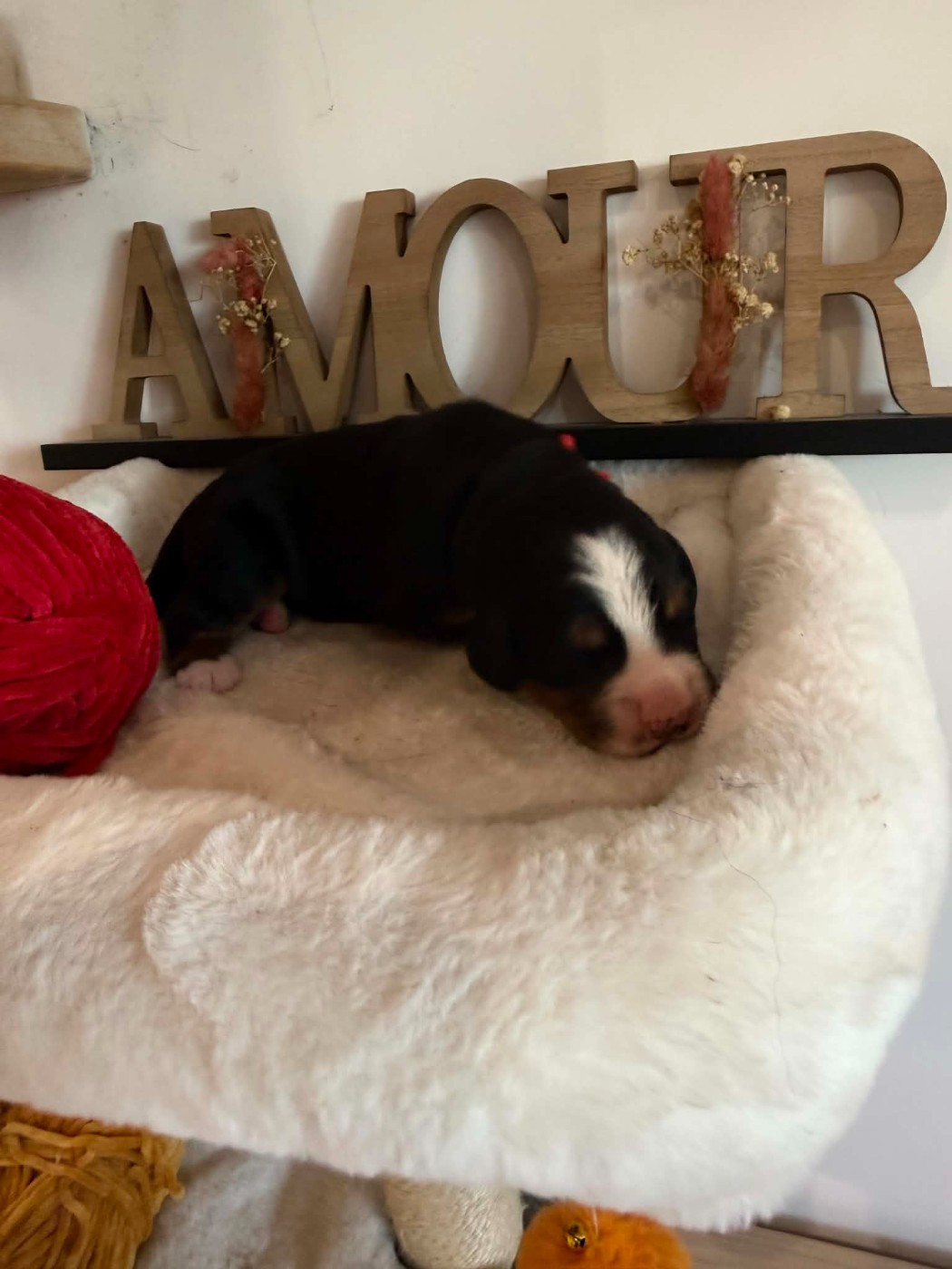 Du Chemin De Lélia - Chiots disponibles - Bouvier Bernois
