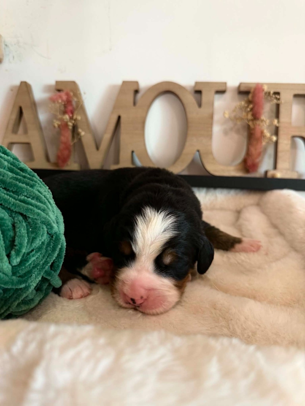 Du Chemin De Lélia - Chiots disponibles - Bouvier Bernois