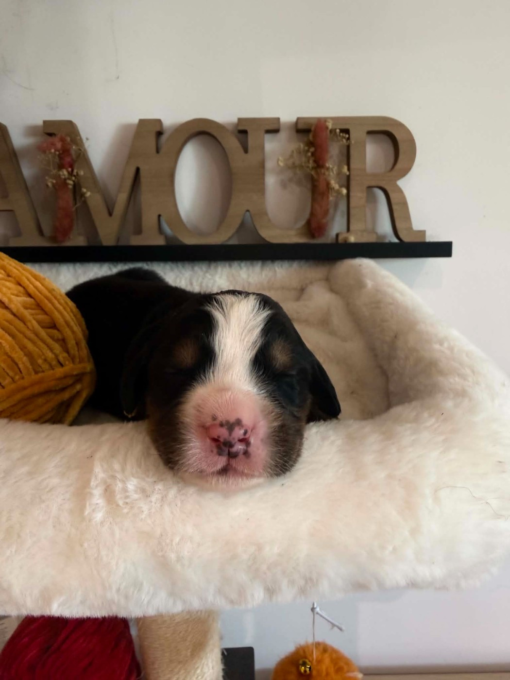 Du Chemin De Lélia - Chiots disponibles - Bouvier Bernois