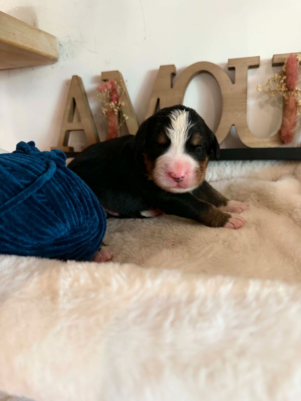 Du Chemin De Lélia - Chiots disponibles - Bouvier Bernois