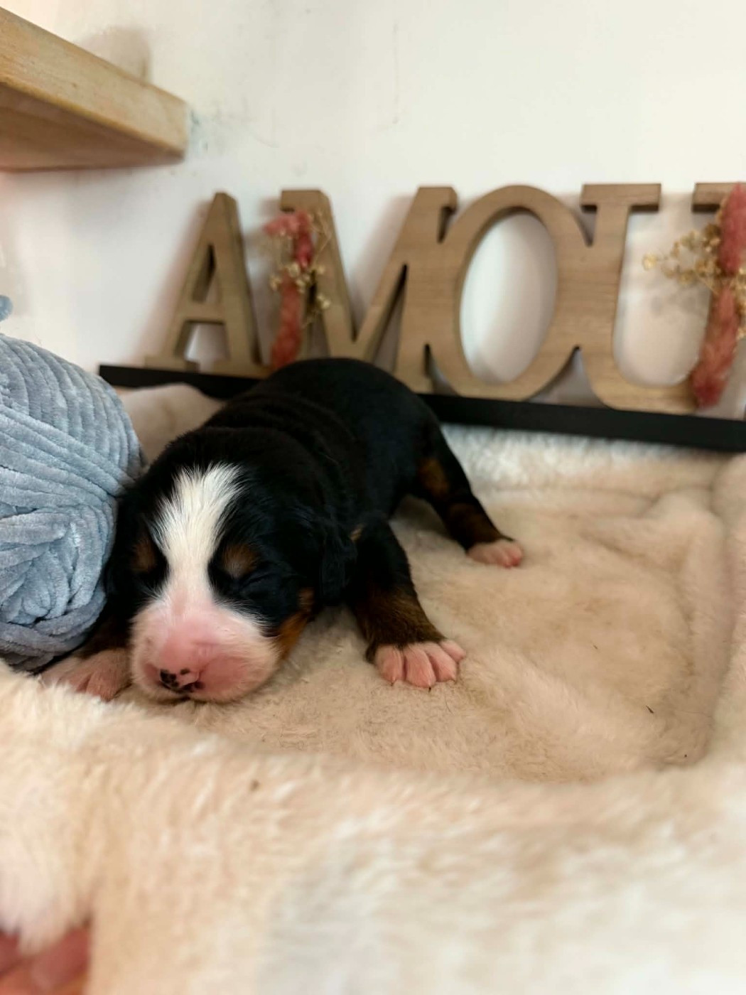 Du Chemin De Lélia - Chiots disponibles - Bouvier Bernois
