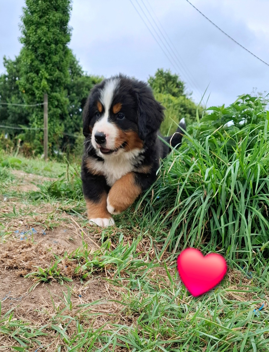 Du Chemin De Lélia - Chiots disponibles - Bouvier Bernois