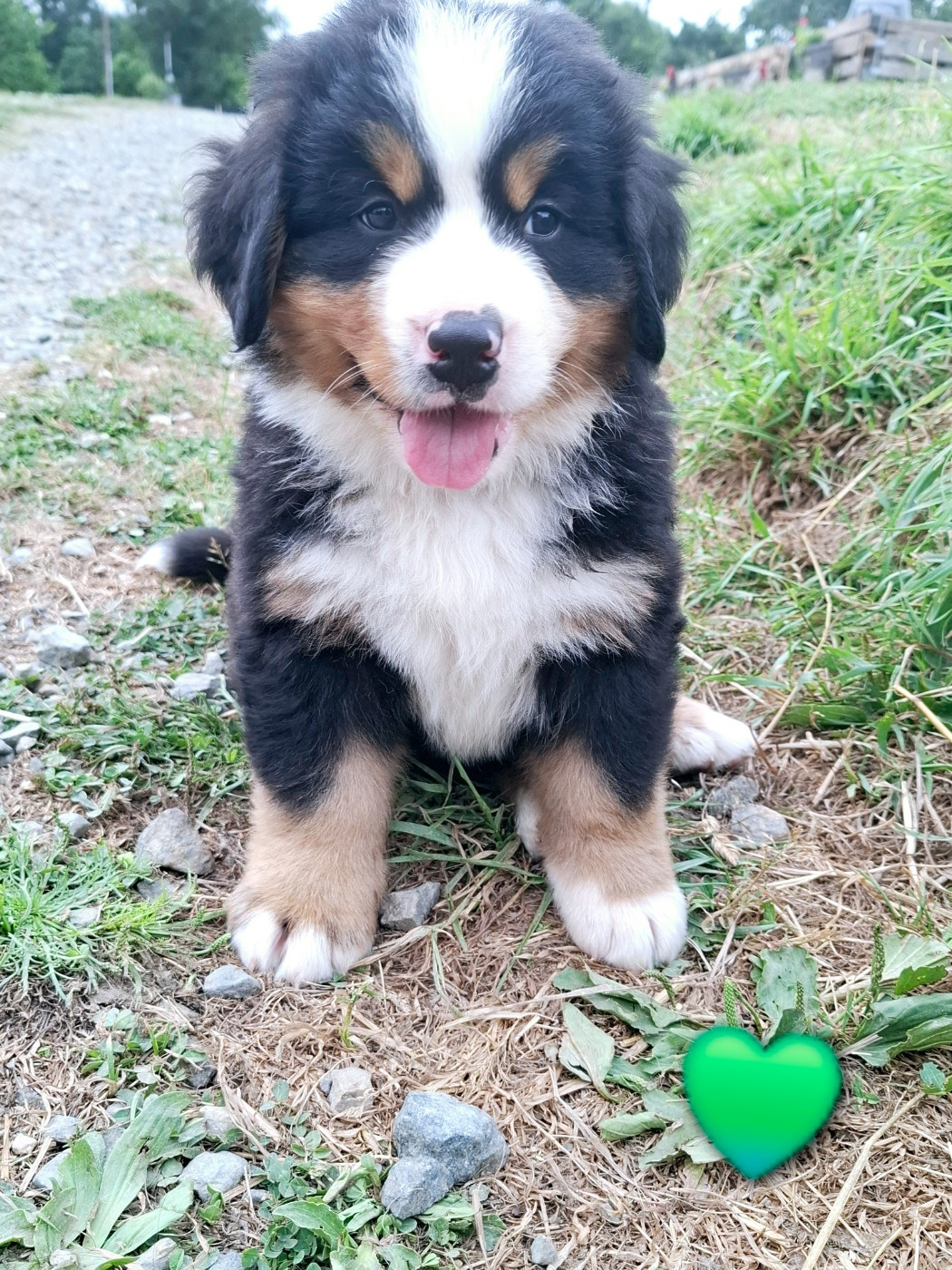 Du Chemin De Lélia - Chiots disponibles - Bouvier Bernois