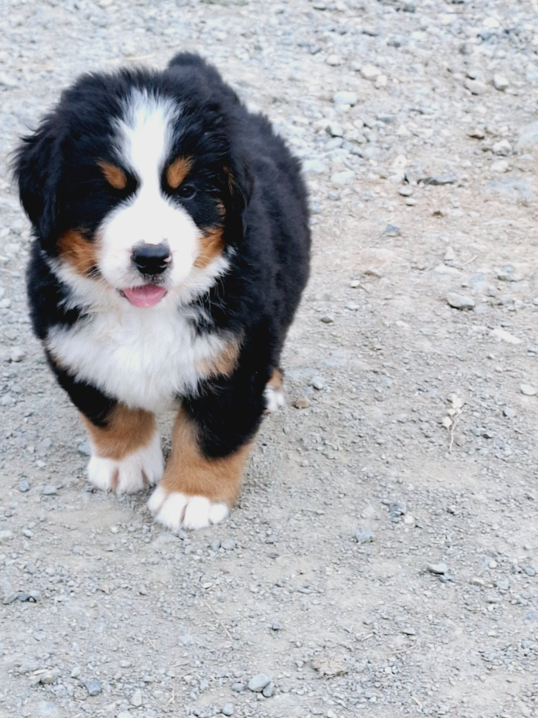 Du Chemin De Lélia - Chiots disponibles - Bouvier Bernois