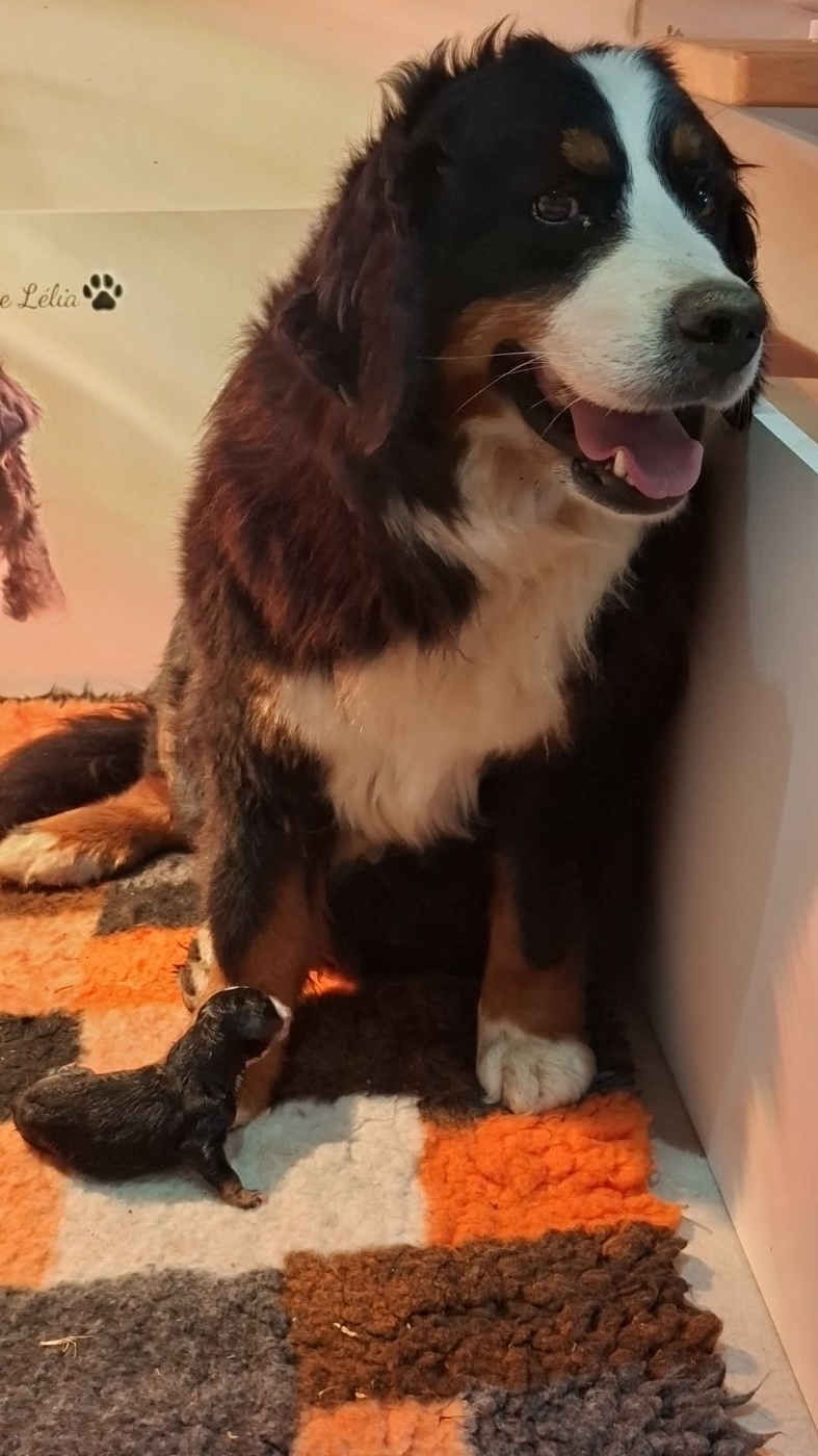 Chiot Bouvier Bernois Du Chemin De Lélia