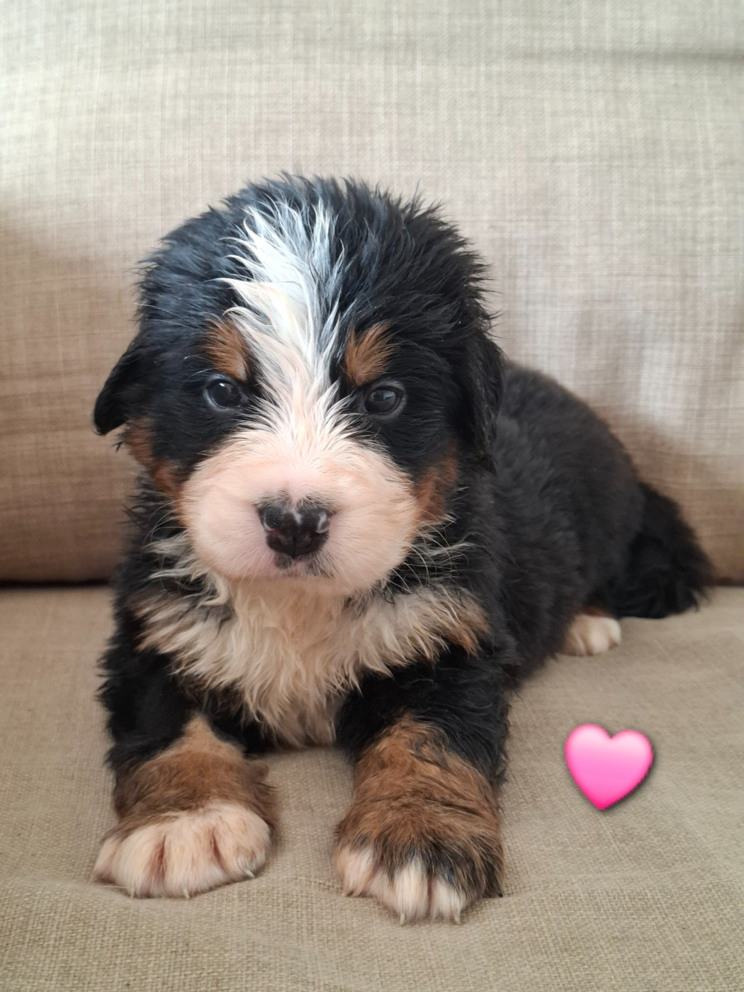 Du Chemin De Lélia - Chiots disponibles - Bouvier Bernois