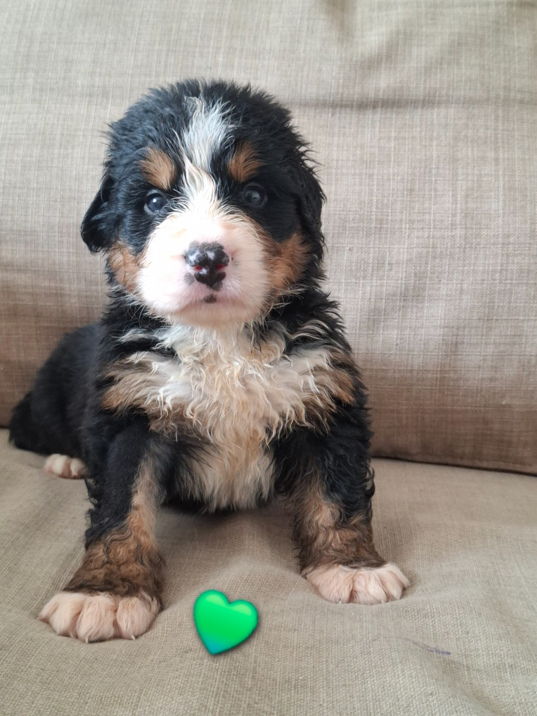 Du Chemin De Lélia - Chiots disponibles - Bouvier Bernois