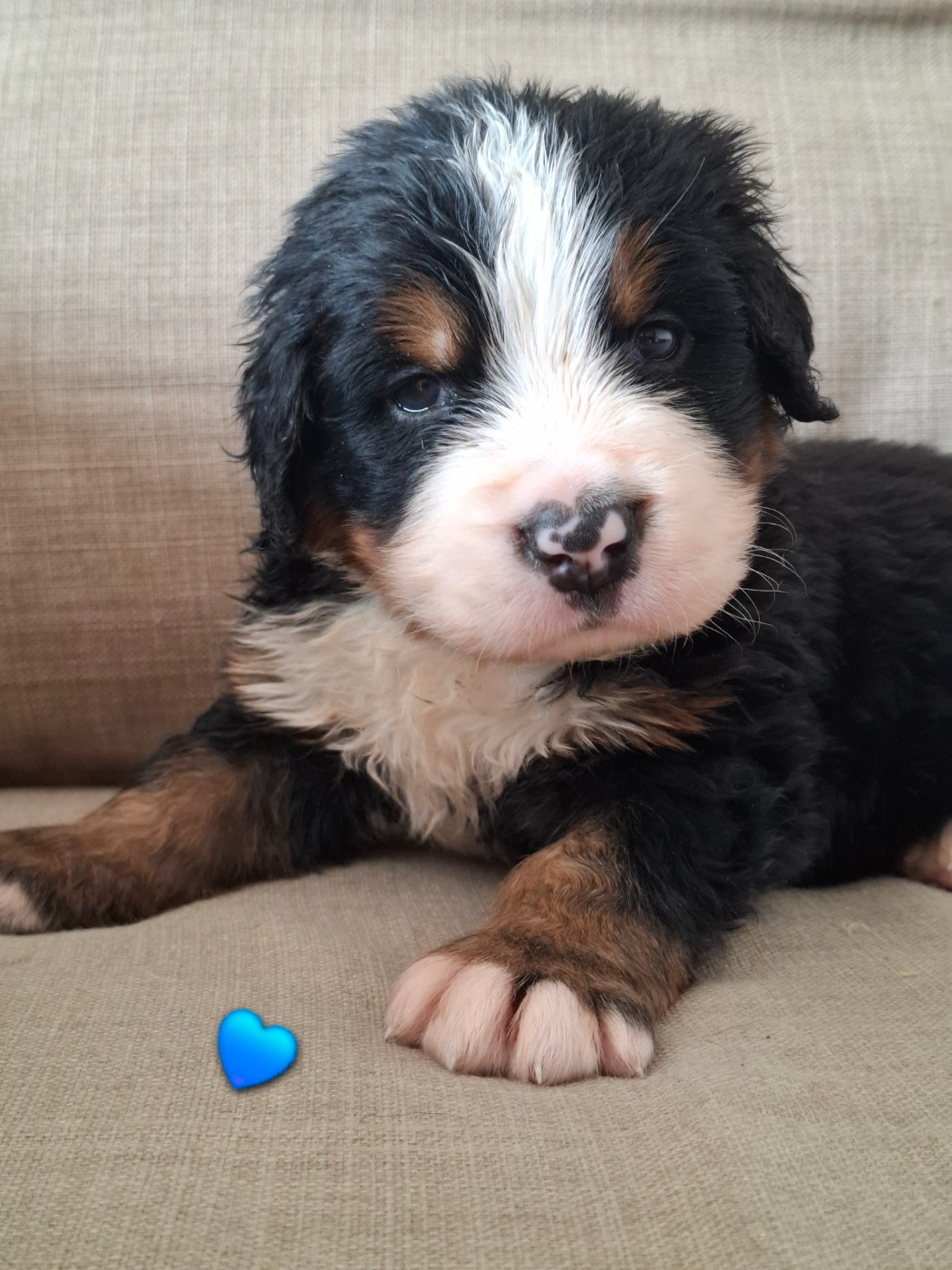 Du Chemin De Lélia - Chiots disponibles - Bouvier Bernois