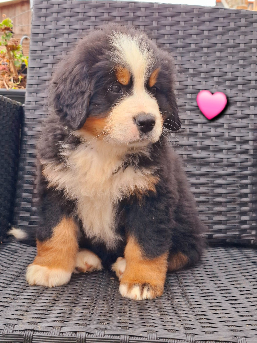 Du Chemin De Lélia - Chiots disponibles - Bouvier Bernois