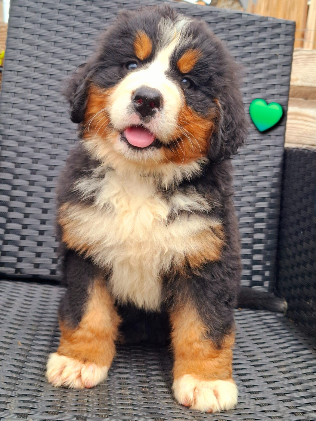 Du Chemin De Lélia - Chiots disponibles - Bouvier Bernois