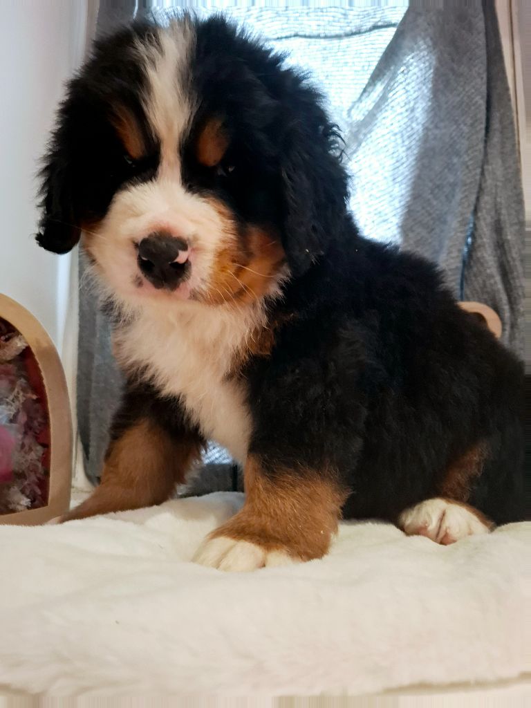 Du Chemin De Lélia - Chiots disponibles - Bouvier Bernois