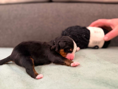 BALOU 