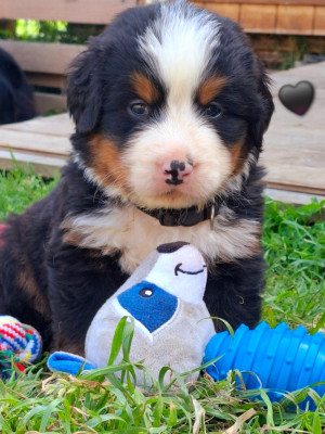 BALOU